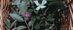 Preview wallpaper flowers, basket, leaves