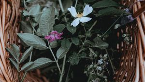 Preview wallpaper flowers, basket, leaves