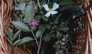 Preview wallpaper flowers, basket, leaves