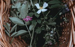 Preview wallpaper flowers, basket, leaves