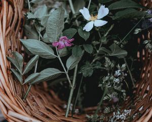 Preview wallpaper flowers, basket, leaves