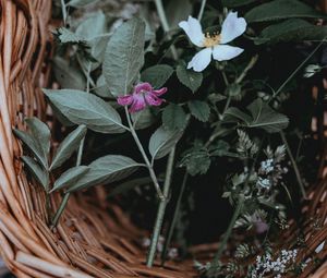 Preview wallpaper flowers, basket, leaves