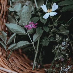 Preview wallpaper flowers, basket, leaves