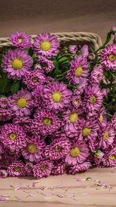 Preview wallpaper flowers, basket, petals