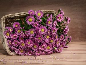 Preview wallpaper flowers, basket, petals
