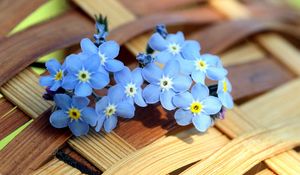 Preview wallpaper flowers, basket, small, light