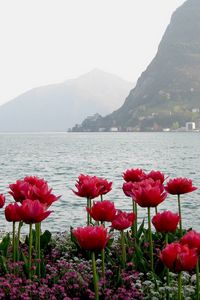 Preview wallpaper flowers, beach, island