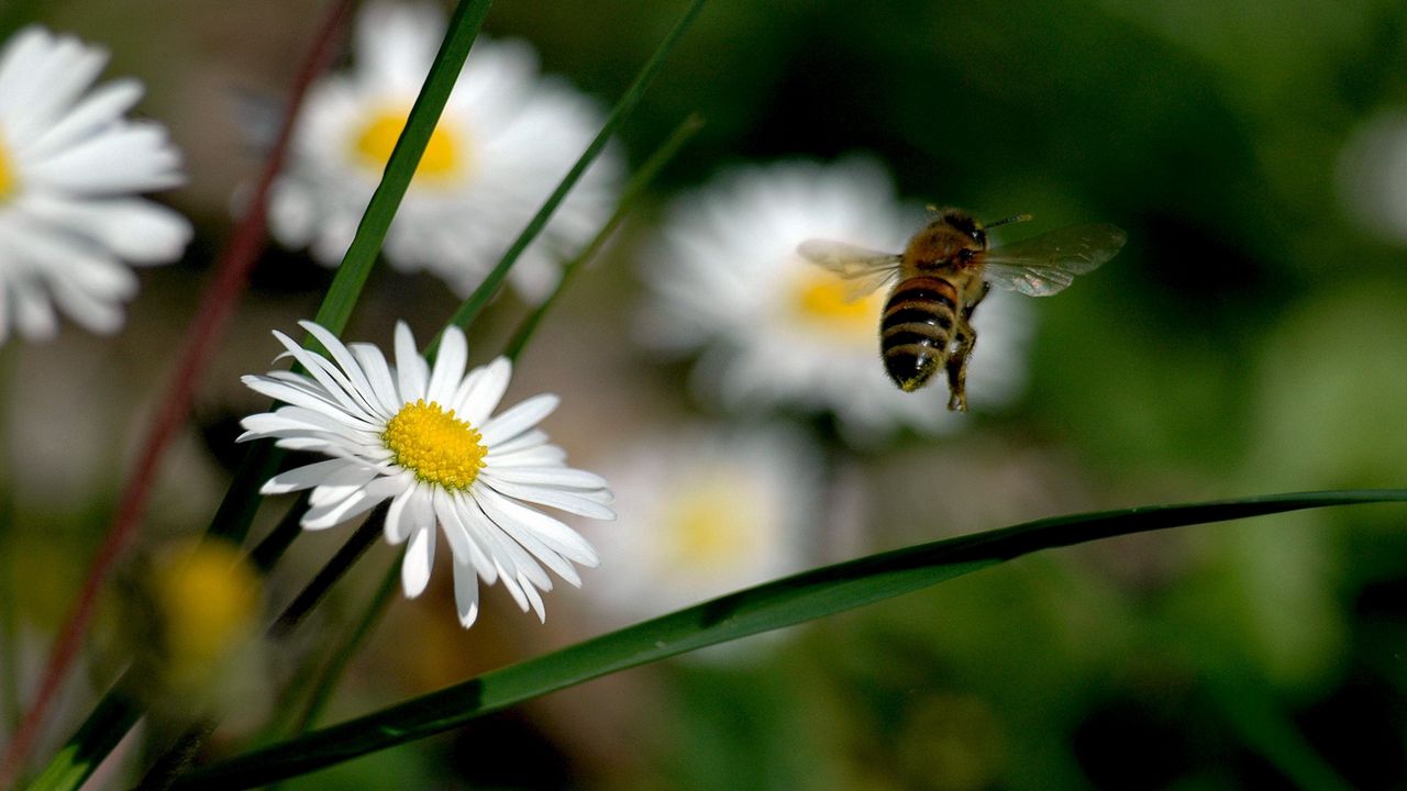 Wallpaper flowers, bee, fly, pollination, field, grass