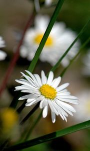 Preview wallpaper flowers, bee, fly, pollination, field, grass