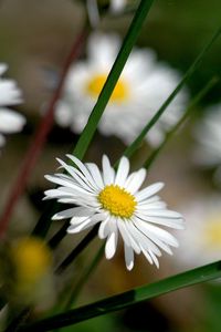 Preview wallpaper flowers, bee, fly, pollination, field, grass