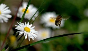 Preview wallpaper flowers, bee, fly, pollination, field, grass