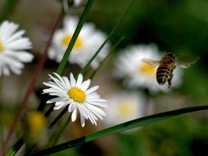 Preview wallpaper flowers, bee, fly, pollination, field, grass