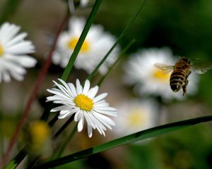 Preview wallpaper flowers, bee, fly, pollination, field, grass