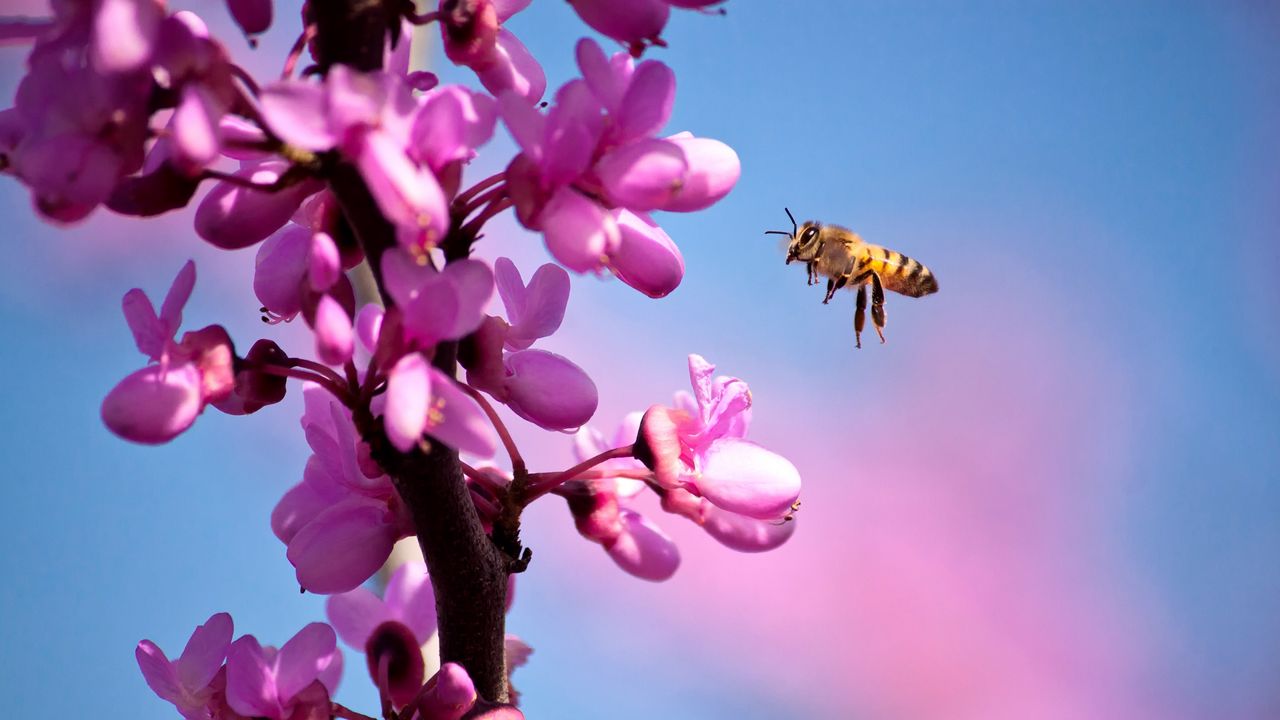 Wallpaper flowers, bee, fly, branch, spring