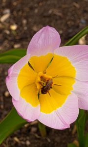 Preview wallpaper flowers, bee, macro, pink