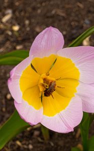 Preview wallpaper flowers, bee, macro, pink