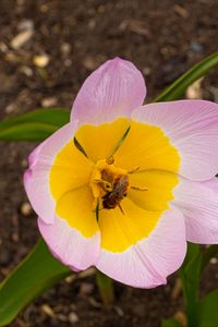 Preview wallpaper flowers, bee, macro, pink