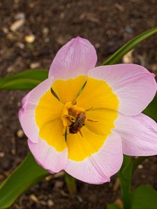 Preview wallpaper flowers, bee, macro, pink