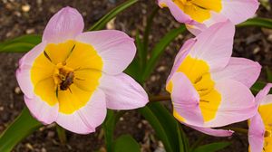 Preview wallpaper flowers, bee, macro, pink