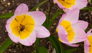 Preview wallpaper flowers, bee, macro, pink