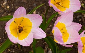 Preview wallpaper flowers, bee, macro, pink