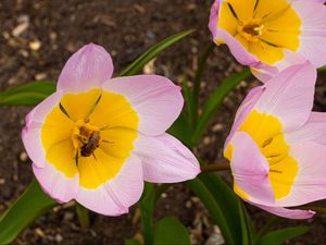 Preview wallpaper flowers, bee, macro, pink