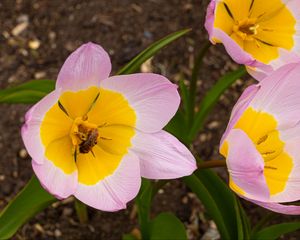 Preview wallpaper flowers, bee, macro, pink