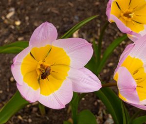 Preview wallpaper flowers, bee, macro, pink
