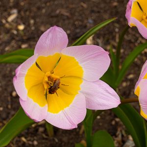 Preview wallpaper flowers, bee, macro, pink