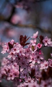 Preview wallpaper flowers, bee, petals, spring