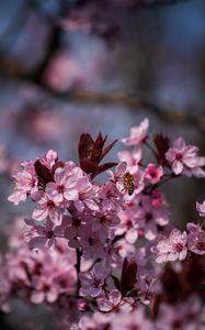 Preview wallpaper flowers, bee, petals, spring