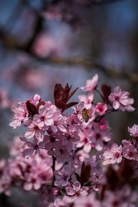 Preview wallpaper flowers, bee, petals, spring