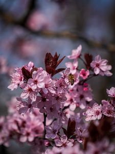 Preview wallpaper flowers, bee, petals, spring