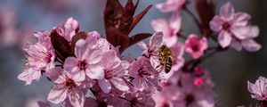 Preview wallpaper flowers, bee, petals, spring