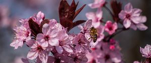 Preview wallpaper flowers, bee, petals, spring