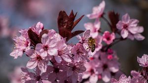 Preview wallpaper flowers, bee, petals, spring