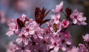 Preview wallpaper flowers, bee, petals, spring