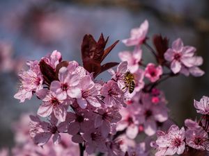 Preview wallpaper flowers, bee, petals, spring