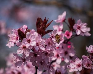 Preview wallpaper flowers, bee, petals, spring
