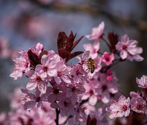 Preview wallpaper flowers, bee, petals, spring