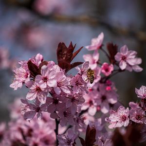 Preview wallpaper flowers, bee, petals, spring