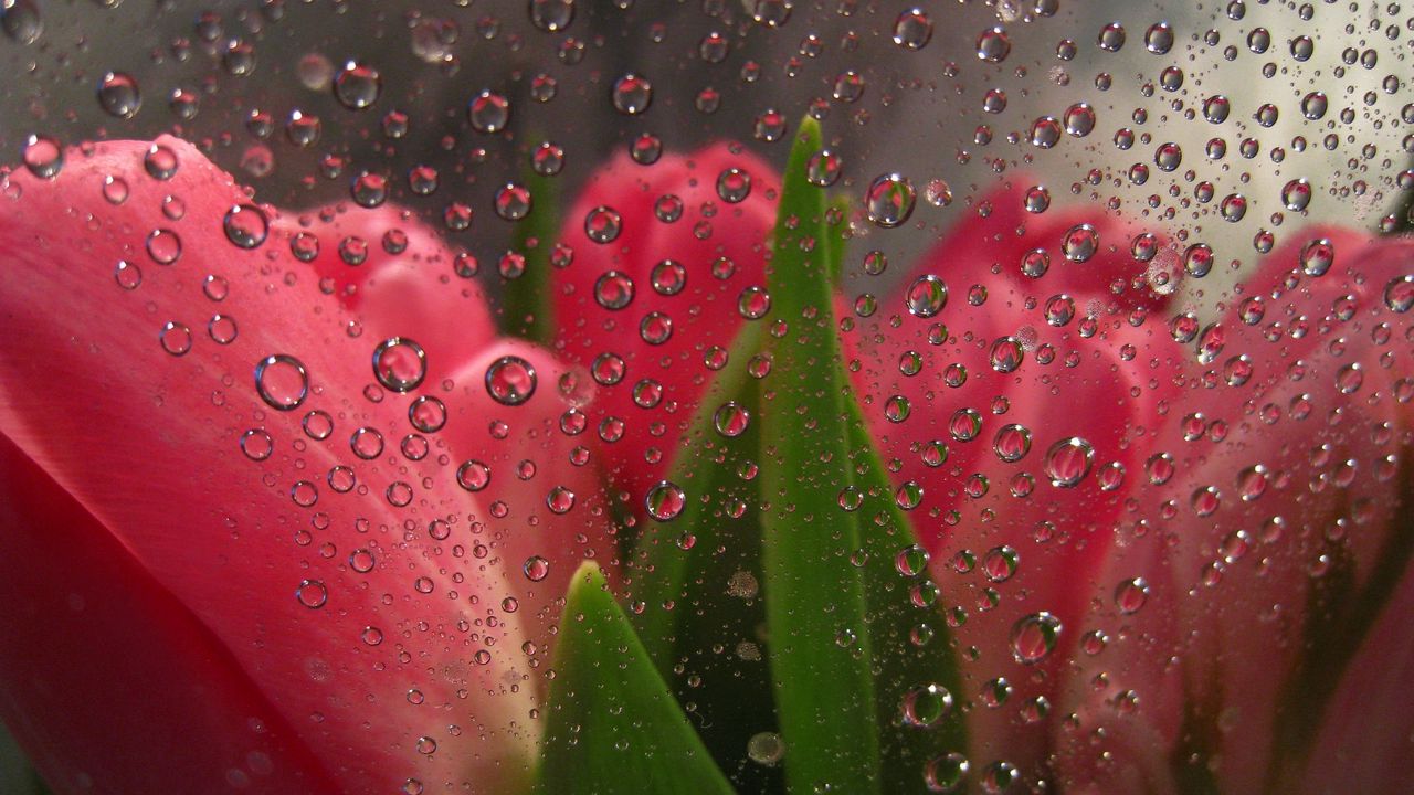 Wallpaper flowers behind, glass, drops, tulips