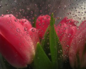 Preview wallpaper flowers behind, glass, drops, tulips