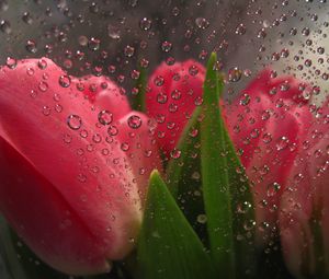 Preview wallpaper flowers behind, glass, drops, tulips