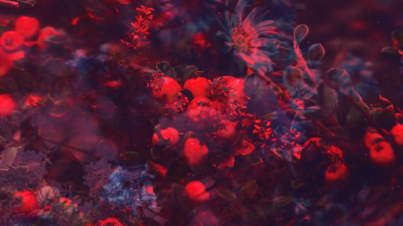 Wallpaper flowers, berries, branches, blur, collage