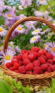 Preview wallpaper flowers, berries, raspberries, basket