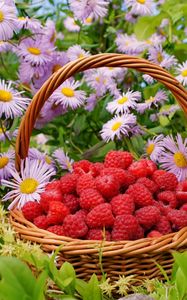 Preview wallpaper flowers, berries, raspberries, basket