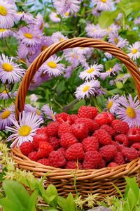 Preview wallpaper flowers, berries, raspberries, basket