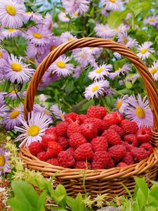 Preview wallpaper flowers, berries, raspberries, basket