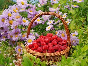 Preview wallpaper flowers, berries, raspberries, basket